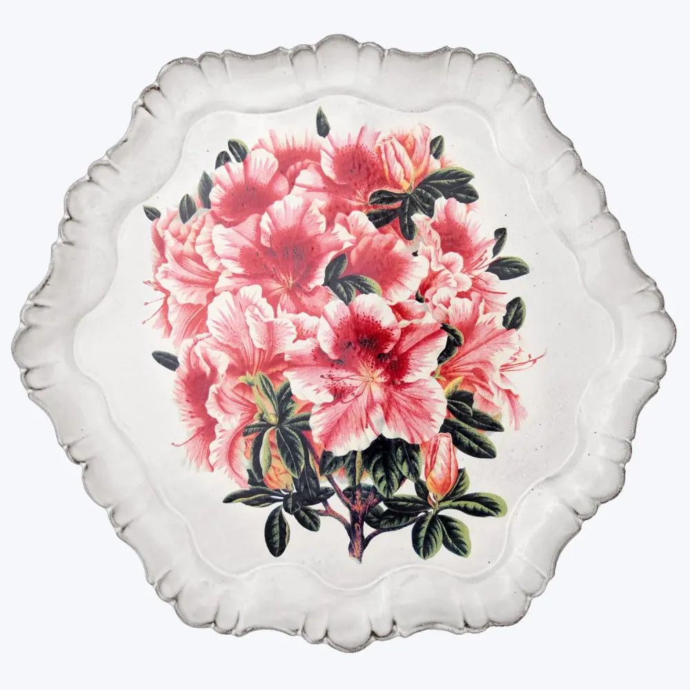 Platter Azalea Indica